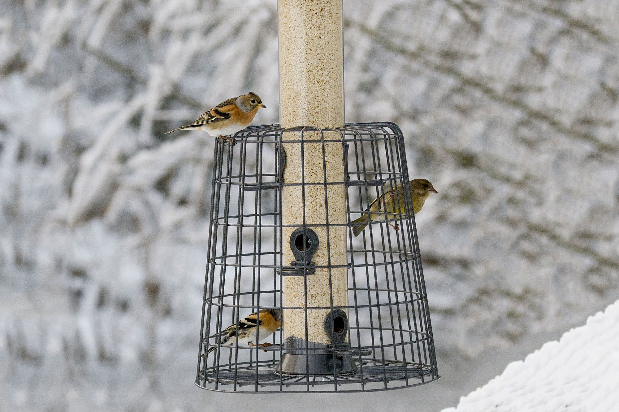 Praktische Tipps zum Vögel füttern LBV